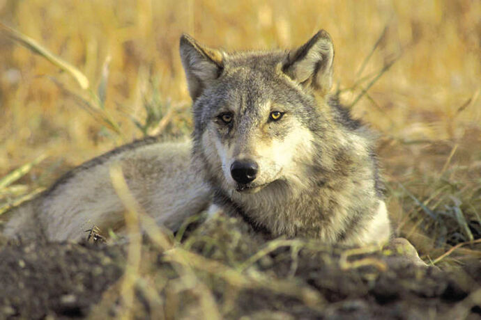 21-05-10 update wolf bill courtesy.jpg